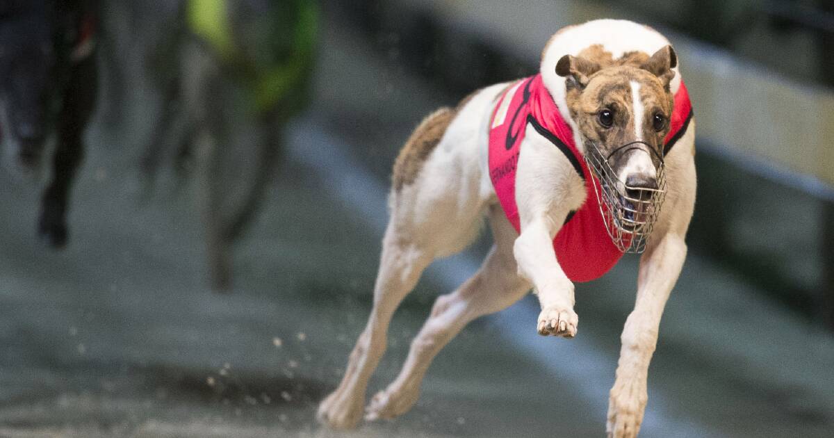 Greyhound racing news from around the NSW regions | July 2