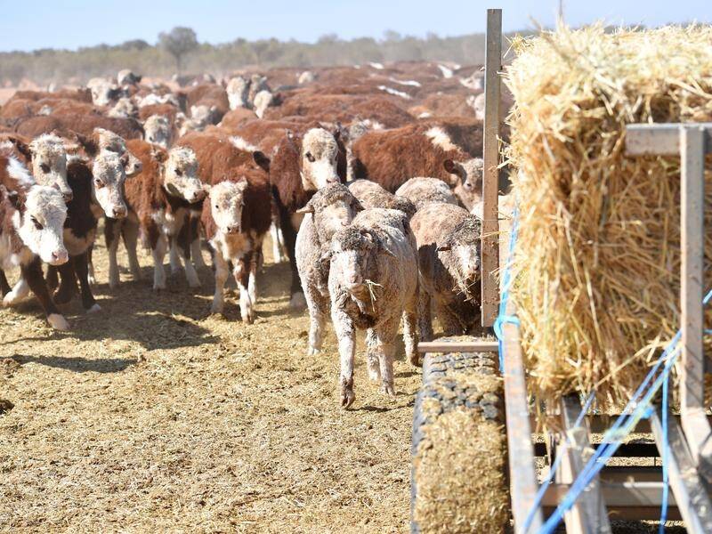 A study is examining how livestock producers can boost sustainability and maintain productivity. (David Mariuz/AAP PHOTOS)