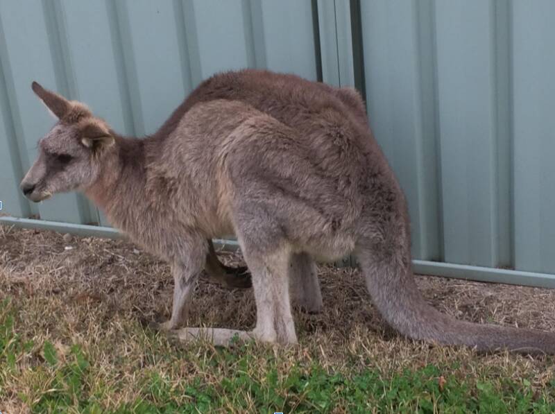 This kangaroo was found in a suburban backyard in Queanbeyan. There were no injuries apparent to the member of the public who called the Wildcare Helpline. After it was assessed by a rescue volunteer, it was brought into care due to its overall condition and some less obvious injuries. Photo: Supplied.