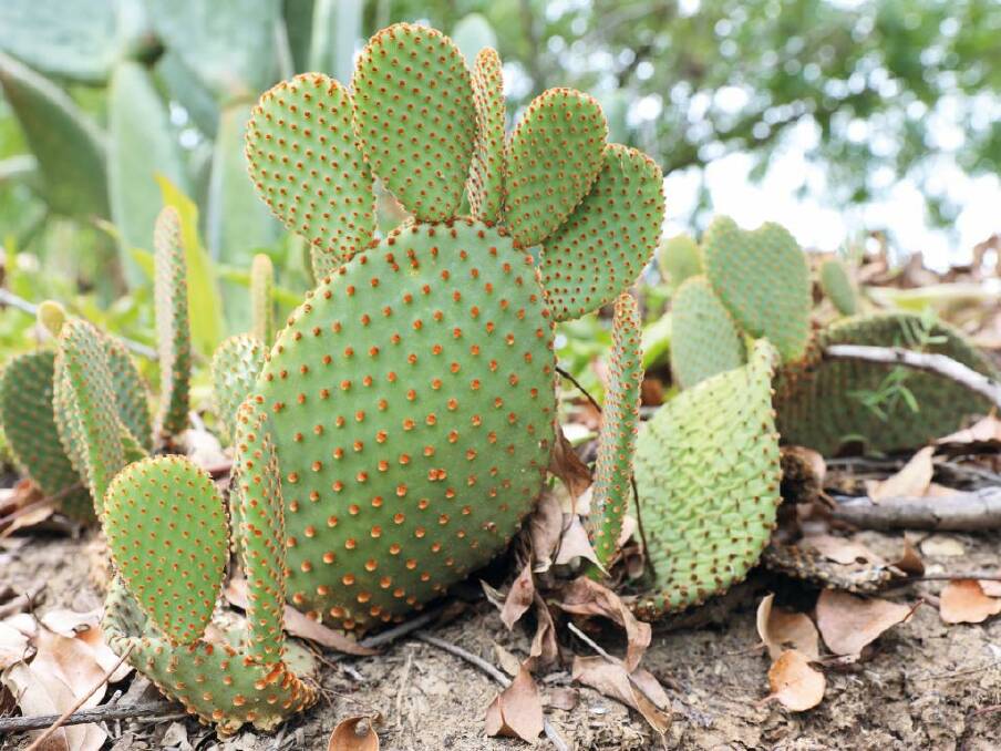 QPRC joins campaign against sale or trade of prickly pear cacti
